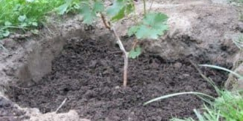 Kako pravilno saditi grožđe - shema sadnje i sadnje